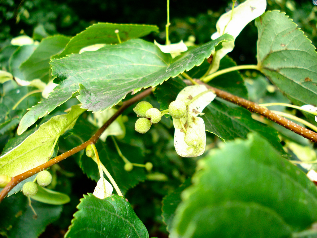 Small-leaved Linden 